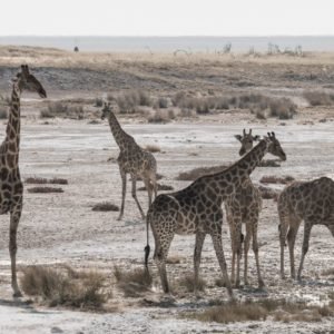 Giraffes at Kruger National Park