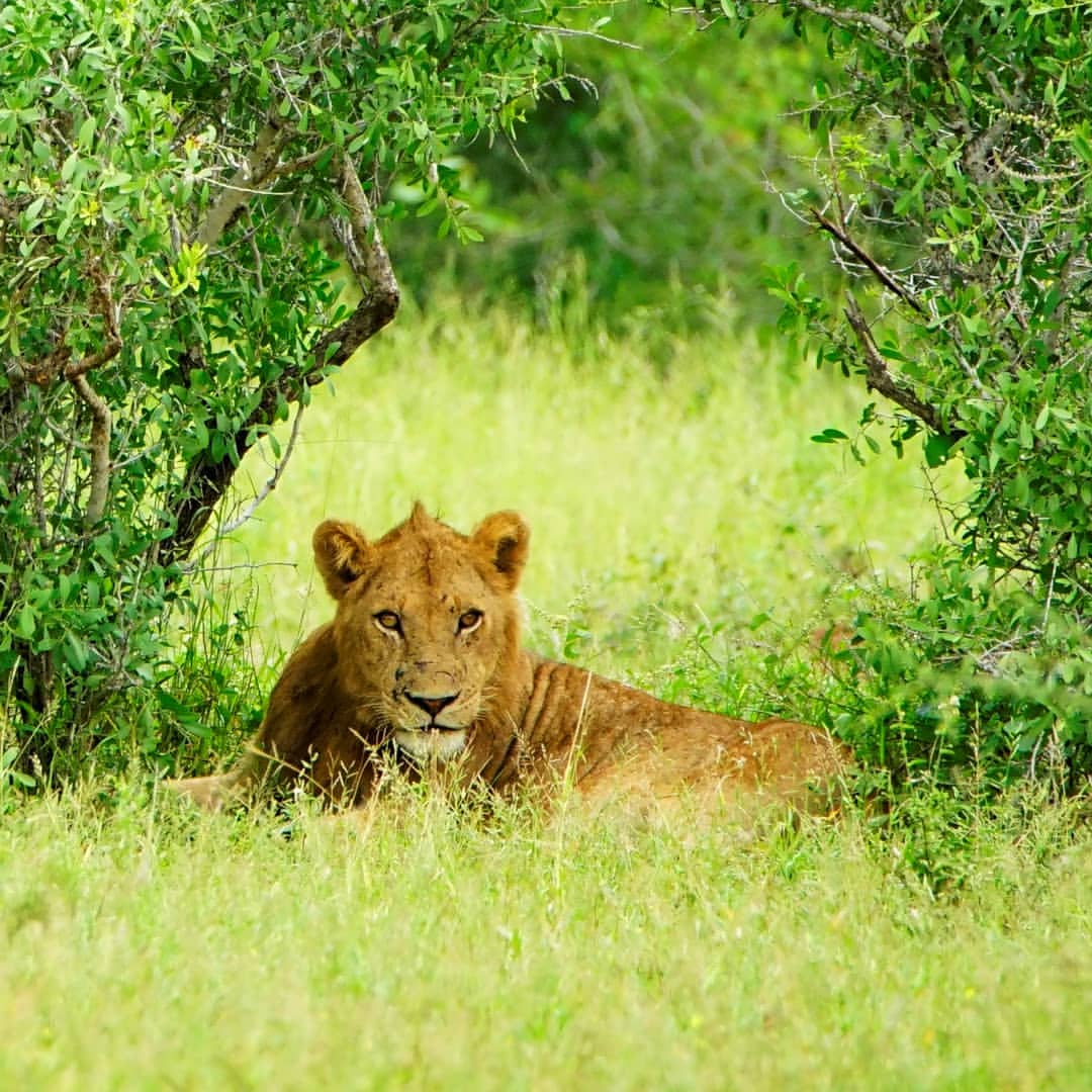 Lion under tree at Kruger Park