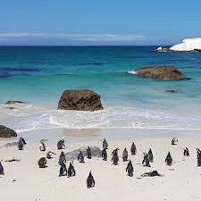 Boulders Beach Cape Town South Africa