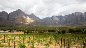 wine estates near Cape Town