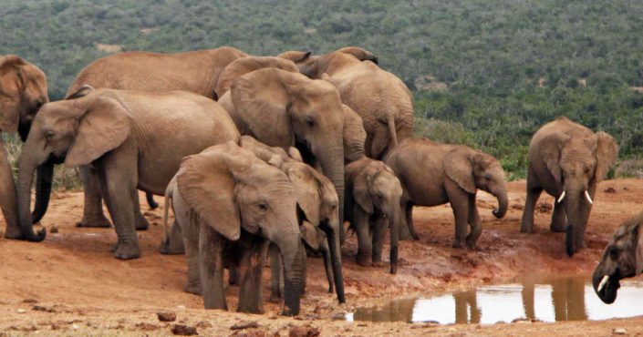 Gorgeous elephants at watering hole
