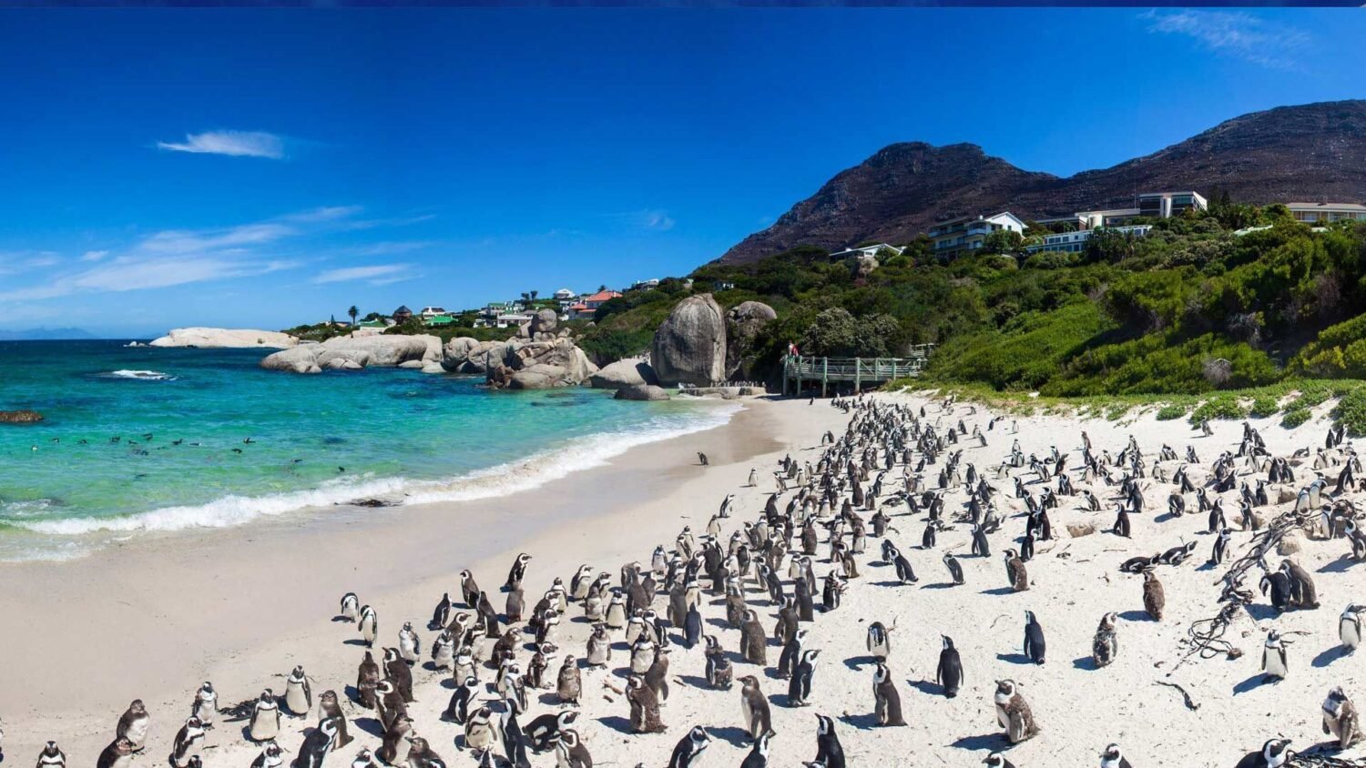 Boulders Beach Cape Town South Africa South Africa 101