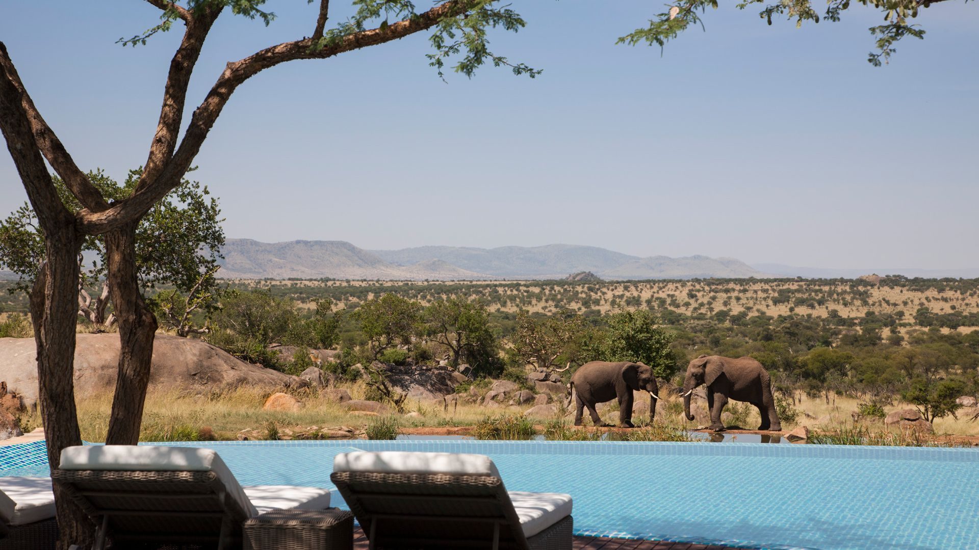 the best african family safaris